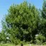 Сосна чорна Nigra фото
