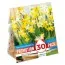 Промо-пак Нарцис Botanical Mixed (Брендові цибулини KAPITEYN®) фото