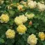Троянда Charles Darwin фото