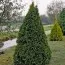 Туя Dziak (Дзяк) фото