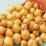 Цибуля Golden Gourmet шалот 10кг фото