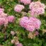 Спірея японська Nana (Alpina) фото