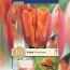 Тюльпан Princess Irene (Брендові цибулини KAPITEYN®) фото