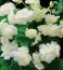 Бегония Multiflora Maxima біла фото