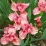 Ірис Pumila Pussycat Pink фото