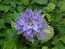 Клематіс Yvette Houry фото