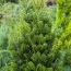 Ялиця біла Pyramidalis фото