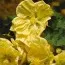 Абутілон Bella Yellow фото