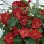 Абутілон Bella Deep Coral фото