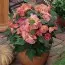 Абутілон Bella Pink фото