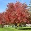 Клен Фрімана Autumn Fantasy фото