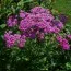 Деревій Lilac Beauty (розсада) фото
