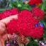 Деревій Red Velvet (розсада) фото