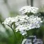 Деревій White Beauty фото