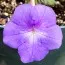Ахіменес Cattleya фото