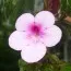 Ахіменес Peach Blossom фото