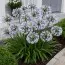Агапантус Twister фото