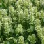 Лофант Asturo White фото