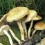 Агроцибе (Насіння Країни) фото