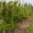 Аґрус Каптіватор фото