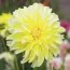 Жоржина Hollyhill Lemon Ice фото