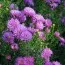 Айстра Pride of Colwall фото