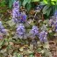 Аюга Atropurpurea фото