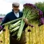 Алліум Ambassador фото