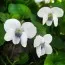 Віола Albiflora фото