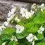 Віола Albiflora фото