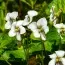 Віола Albiflora фото