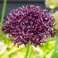 Набір алліумів Atropurpureum фото