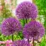 Алліум Powder Puff фото