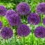 Алліум Purple Sensation фото