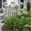 Алліум Silverspring фото