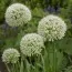 Алліум White Giant фото