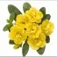 Калібрахоа  Aloha Double Citric фото