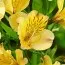 Альстромерія Lutea фото
