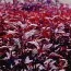 Амарант Velvet Curtains фото