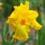 Ірис Amarillo Frills фото