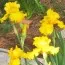 Ірис Amarillo Frills фото