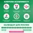 Амариліс Picobello Majesty фото