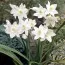 Еухаріс Amazonica фото