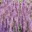 Сальвія Amethyst фото