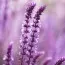 Сальвія Amethyst фото