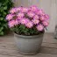 Анемона Pink Star (Пінк Стар) фото