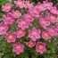 Анемона Spring Beauty Pink фото