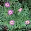 Анемона Anabella Deep Rose фото