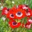 Анемона Hollandia 7/8 фото