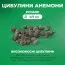 Подарунок! Анемона Мікс 20 шт фото